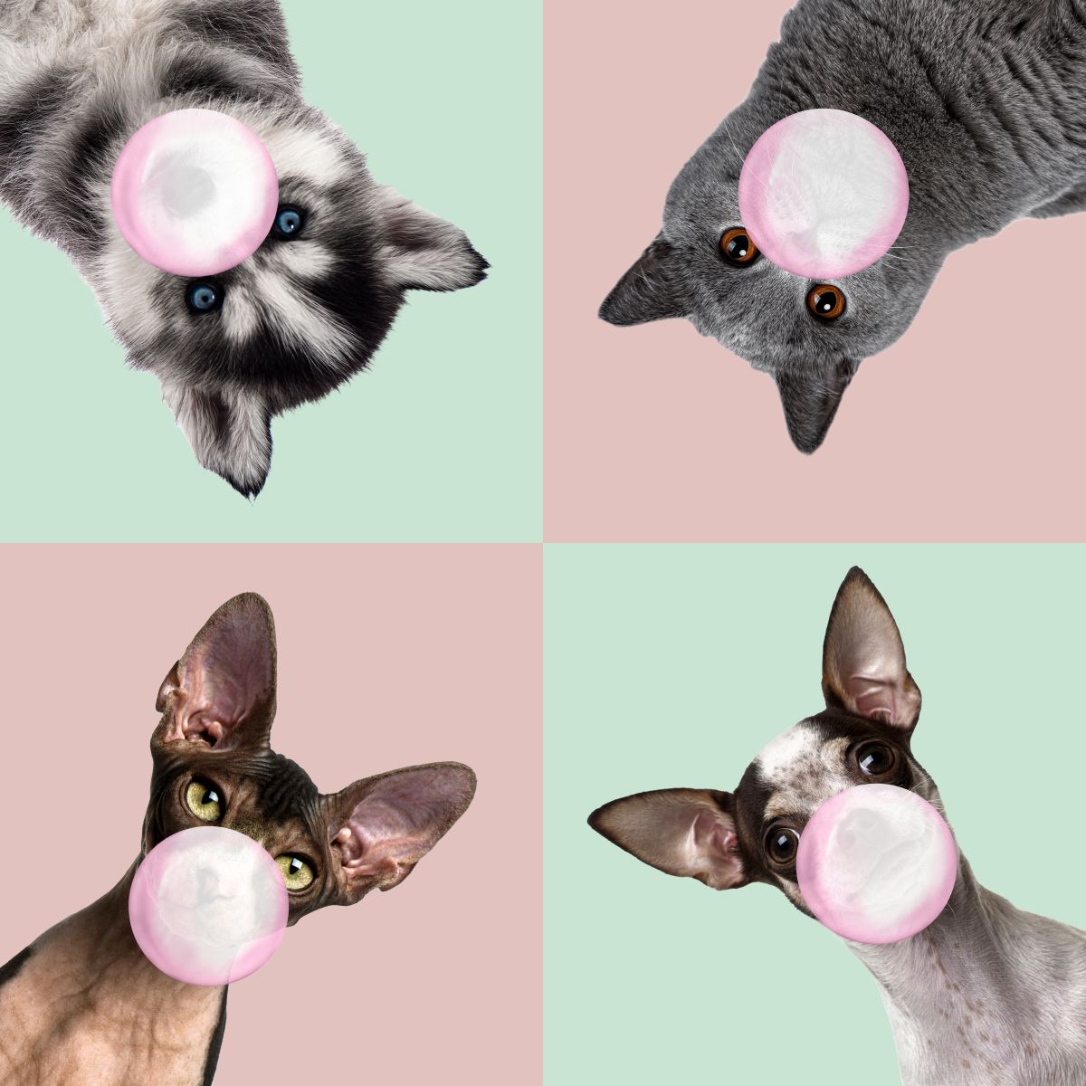 Funny Bubble Gum Pets