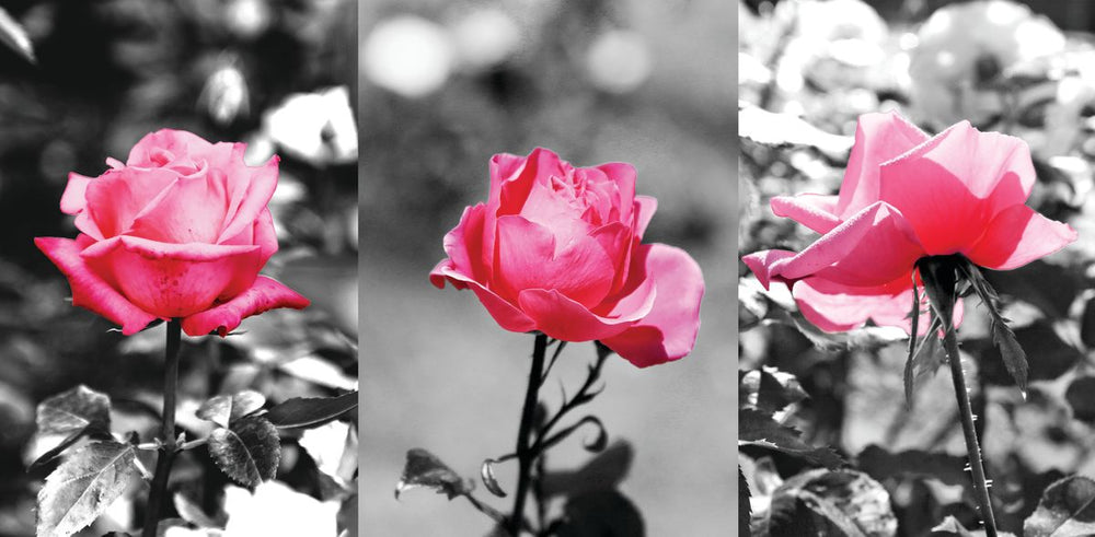 Pink Garden Roses Pop Set