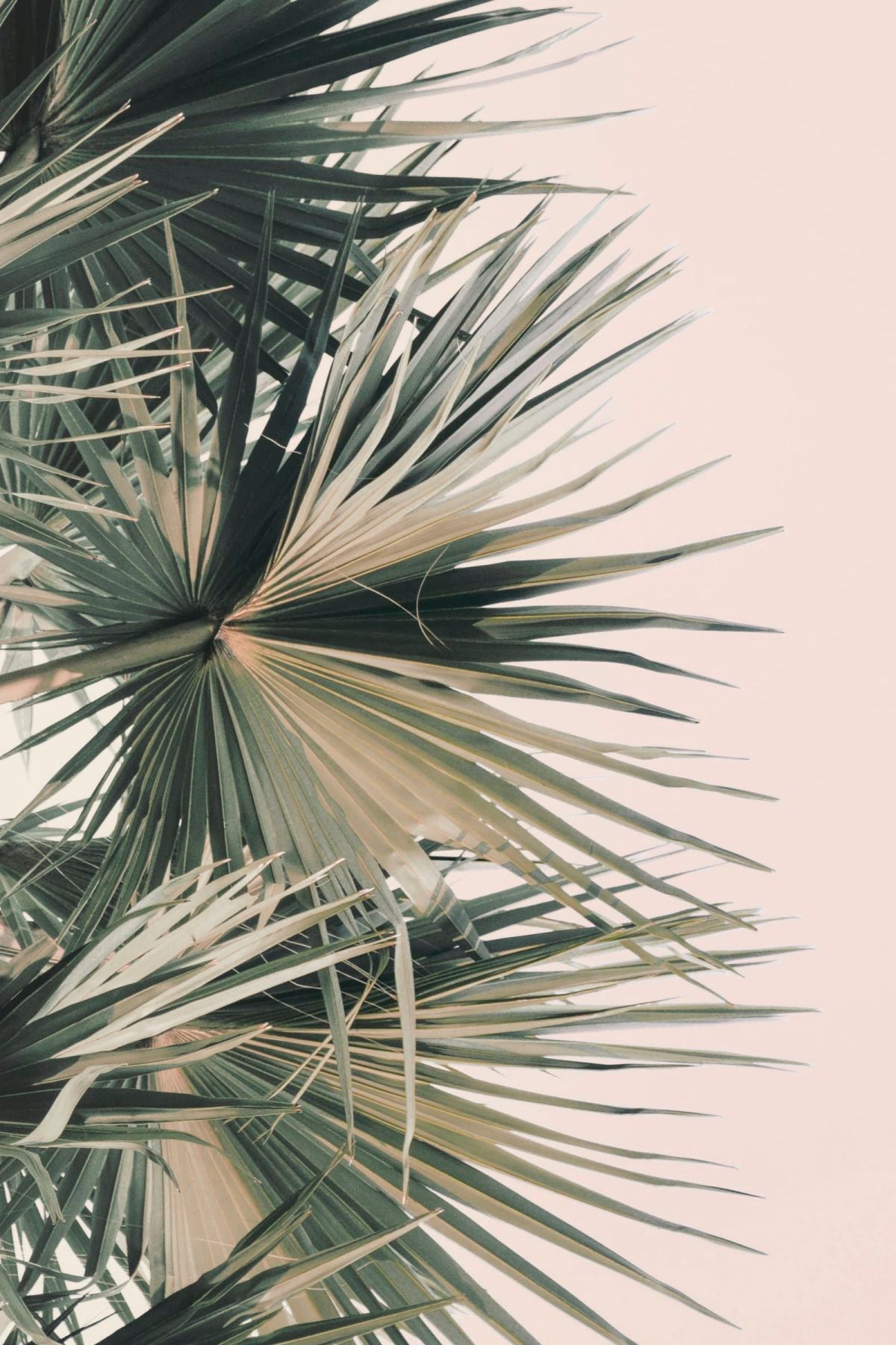 Bismarck Palm