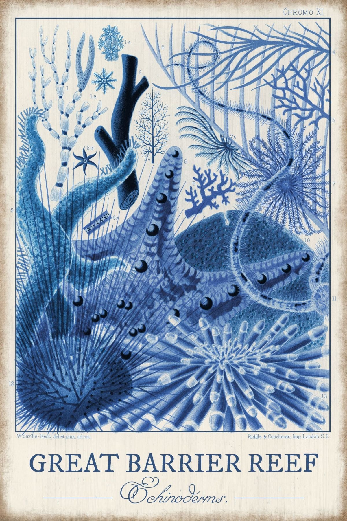 Great Barrier Reef - Echinoderms Blue Wall Art