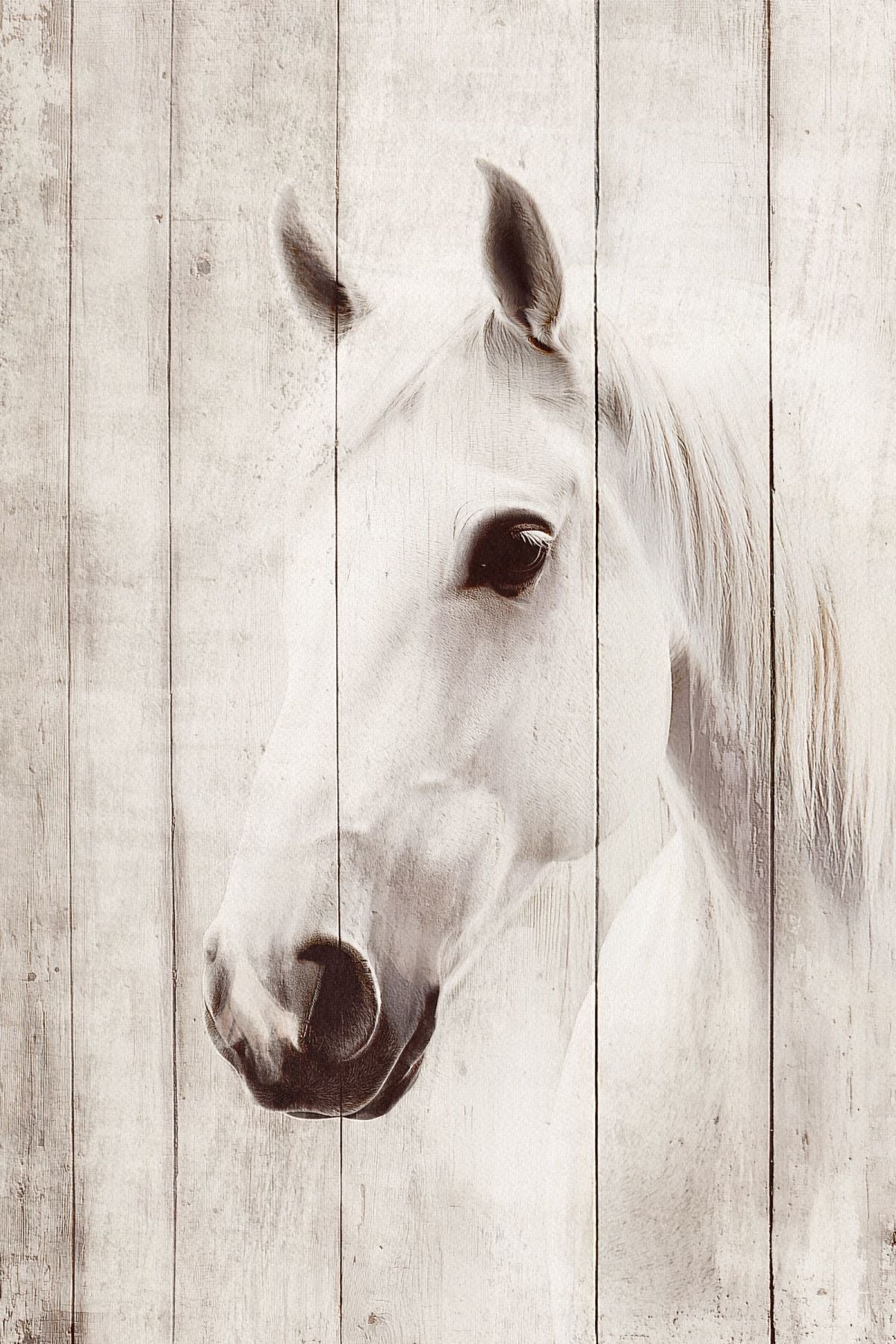 Shining White Horse
