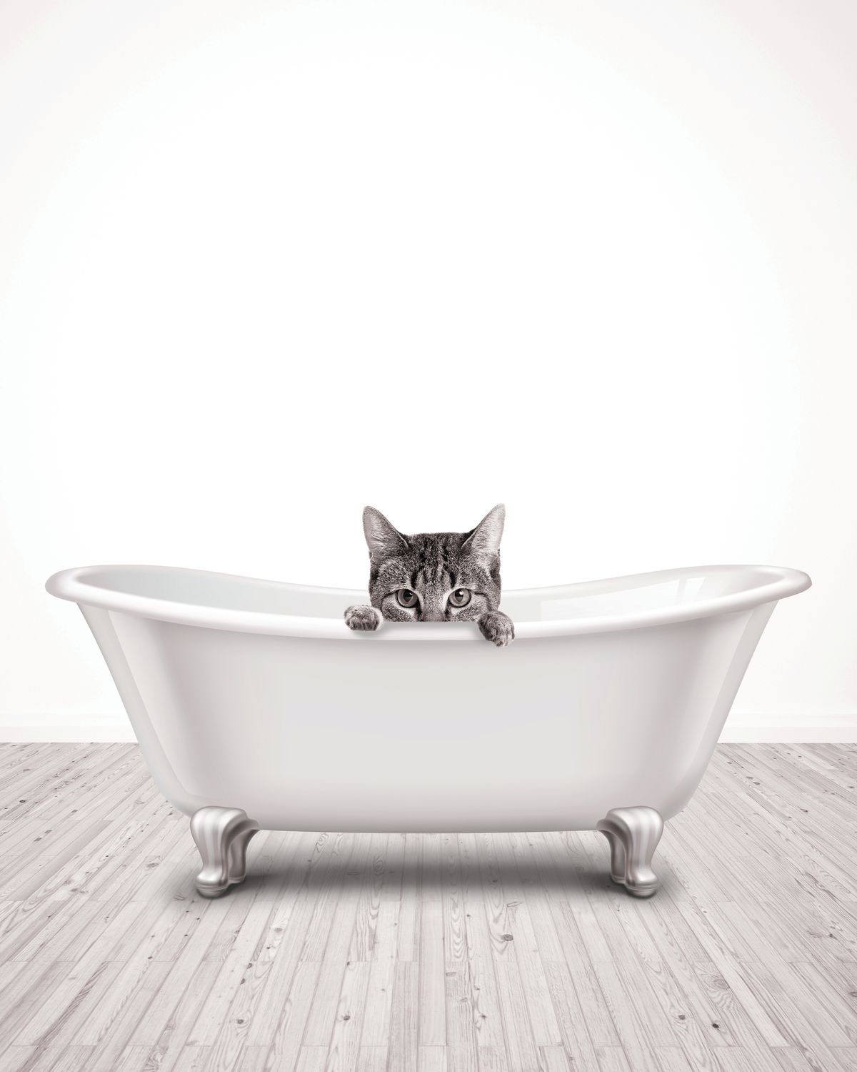 Bathtub Animal Shy Cat