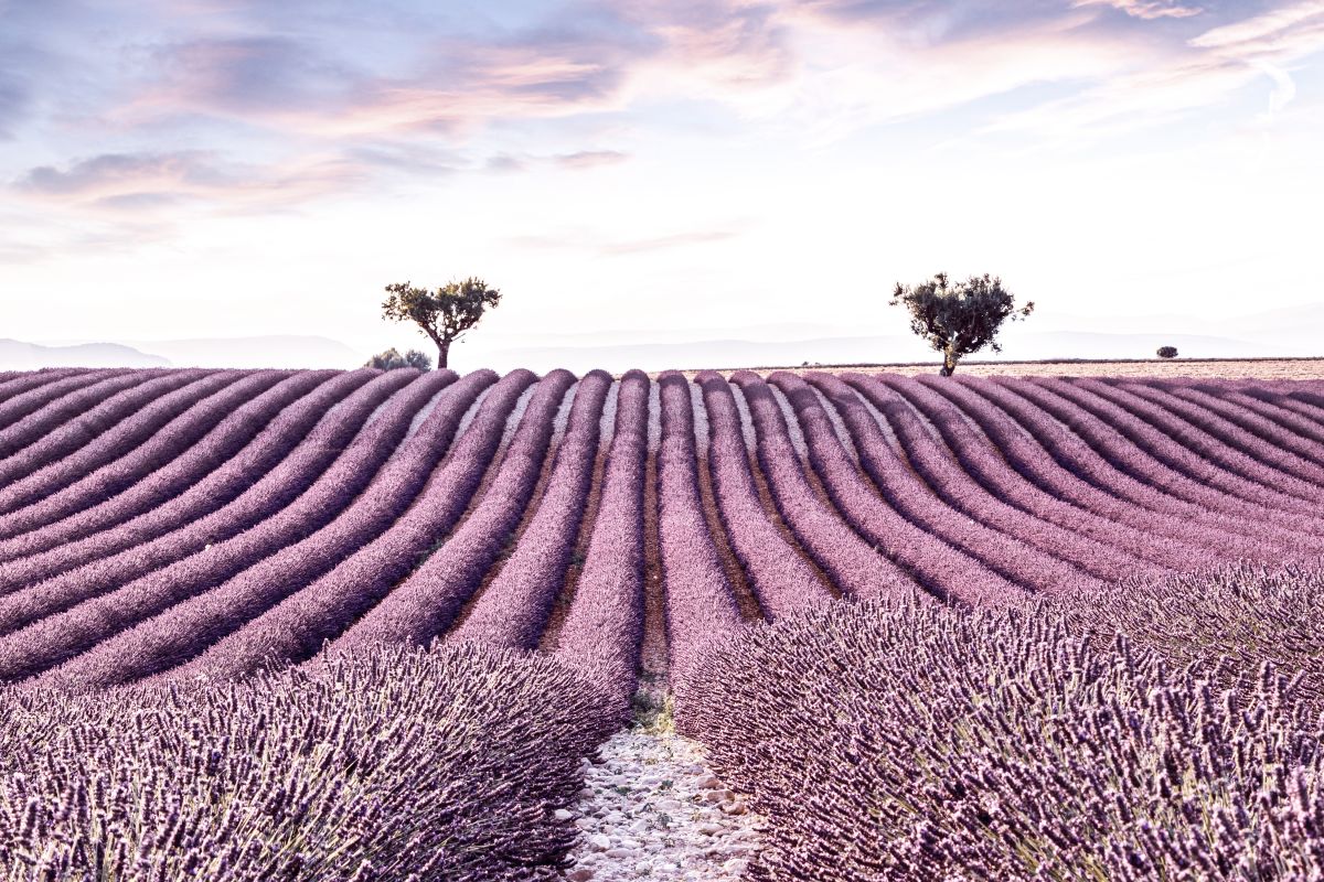 Lavender Field Summer Time