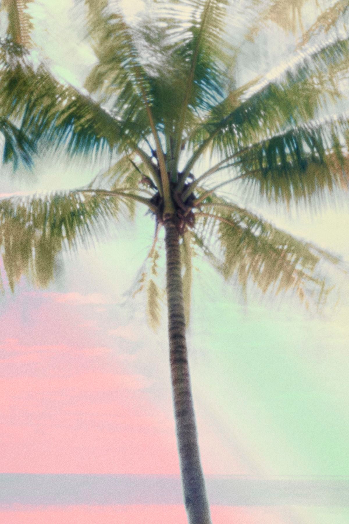Palm Tree Under Pink Sky