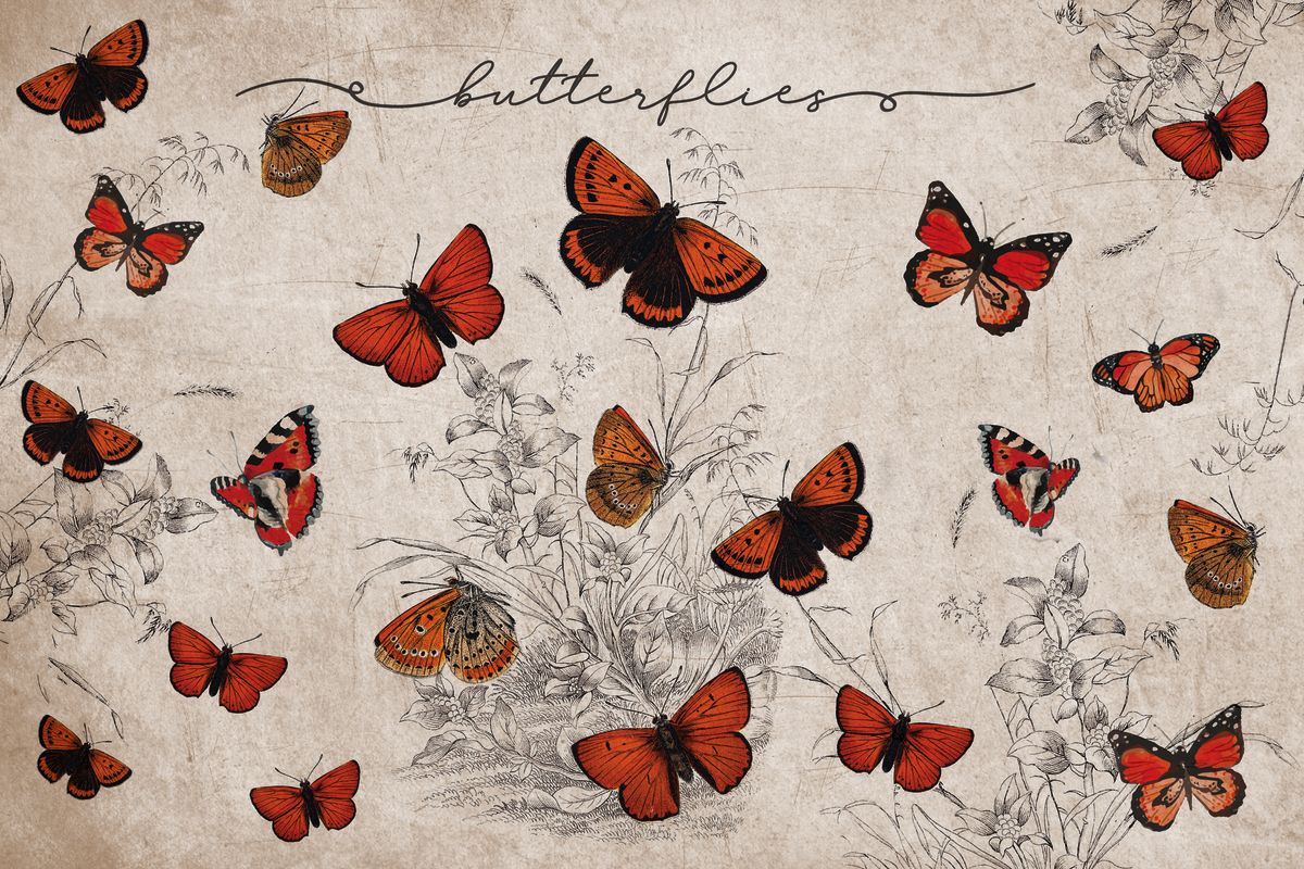 Butterfly Species Chart