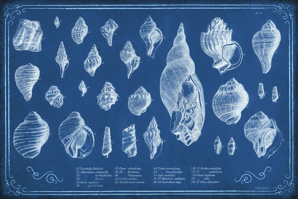Blueprint Conchology