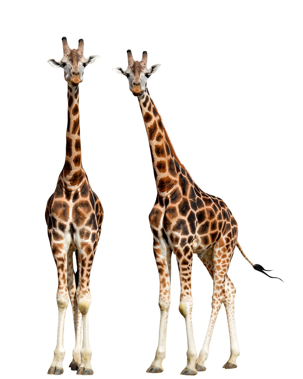 Two Tall Giraffes