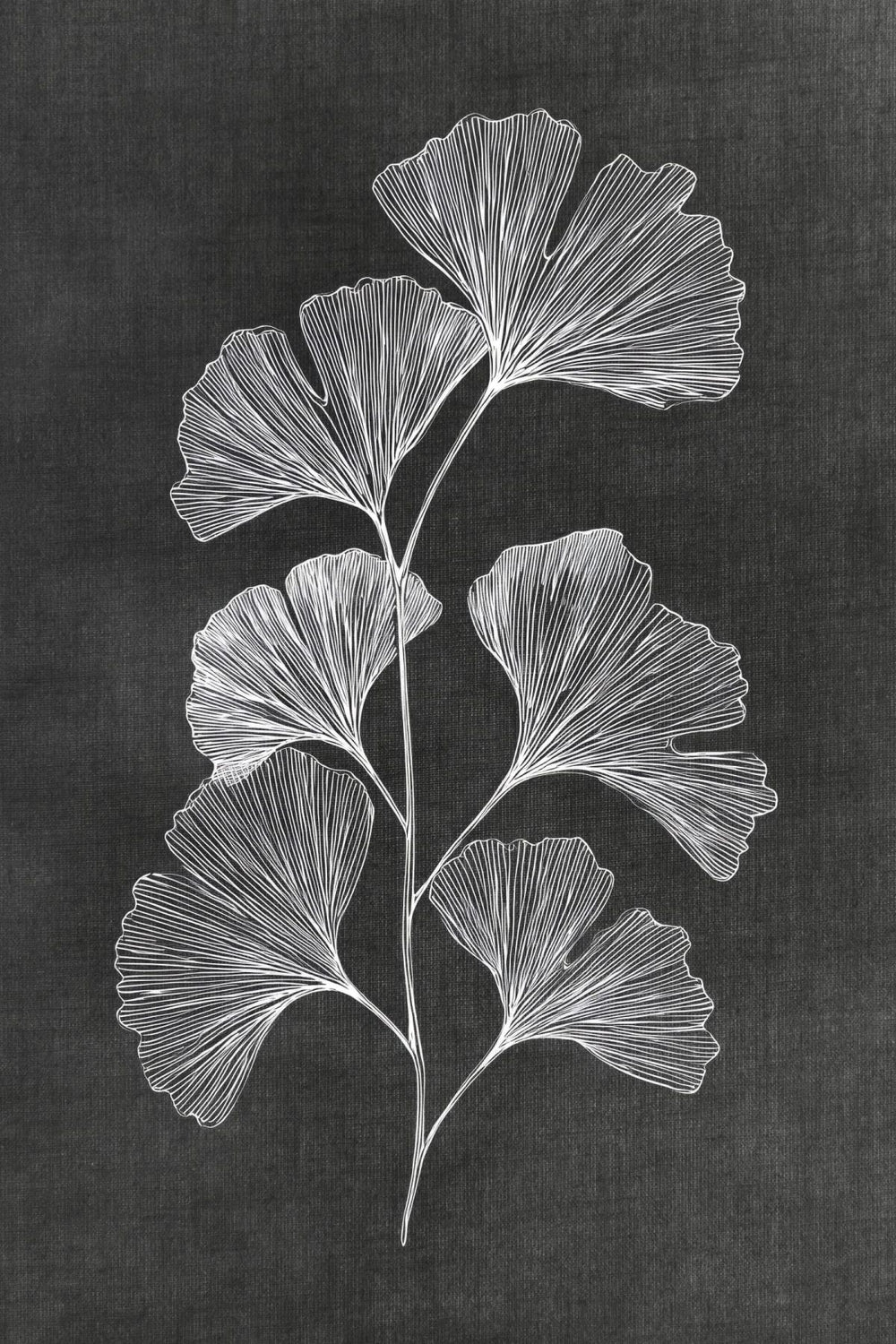 Monochrome Ginkgo Leaves