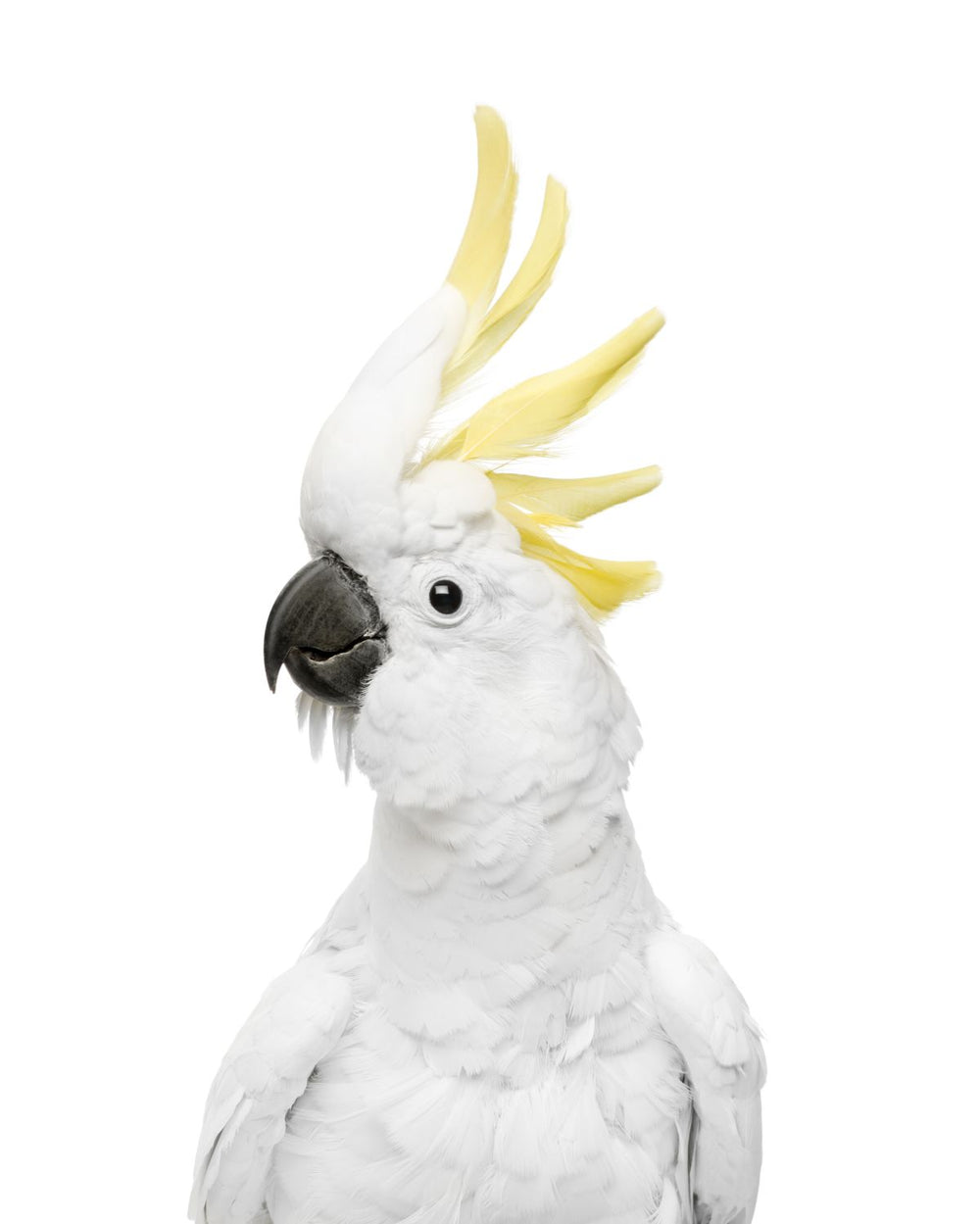 Cool Cockatoo