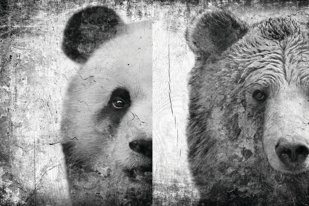 Bear Faces Black And White