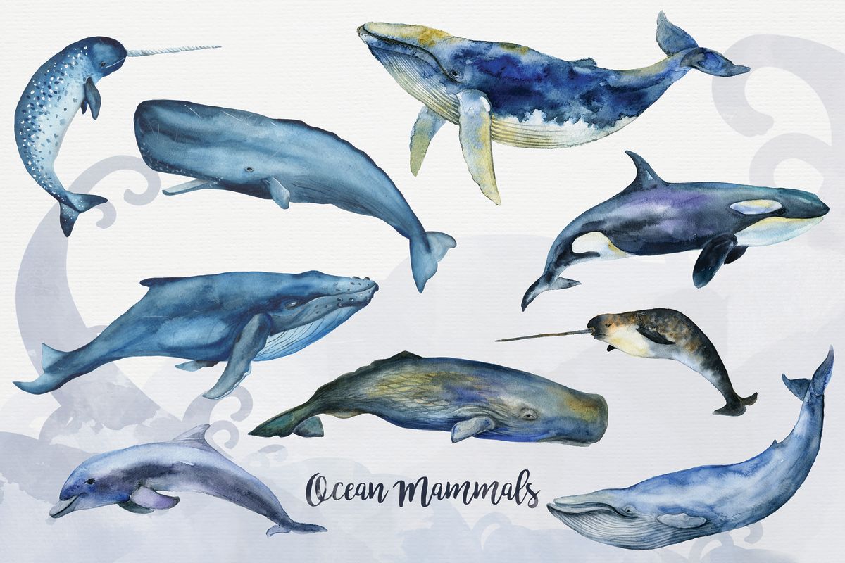 Ocean Mammals Chart