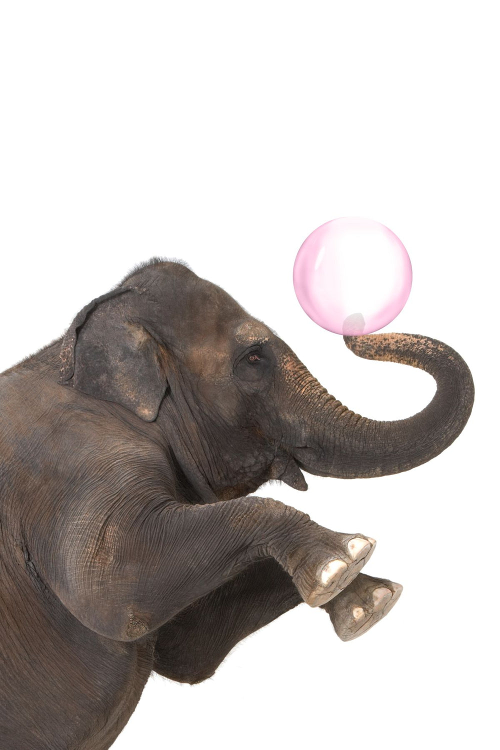 Funny Elephant Bubble Gum