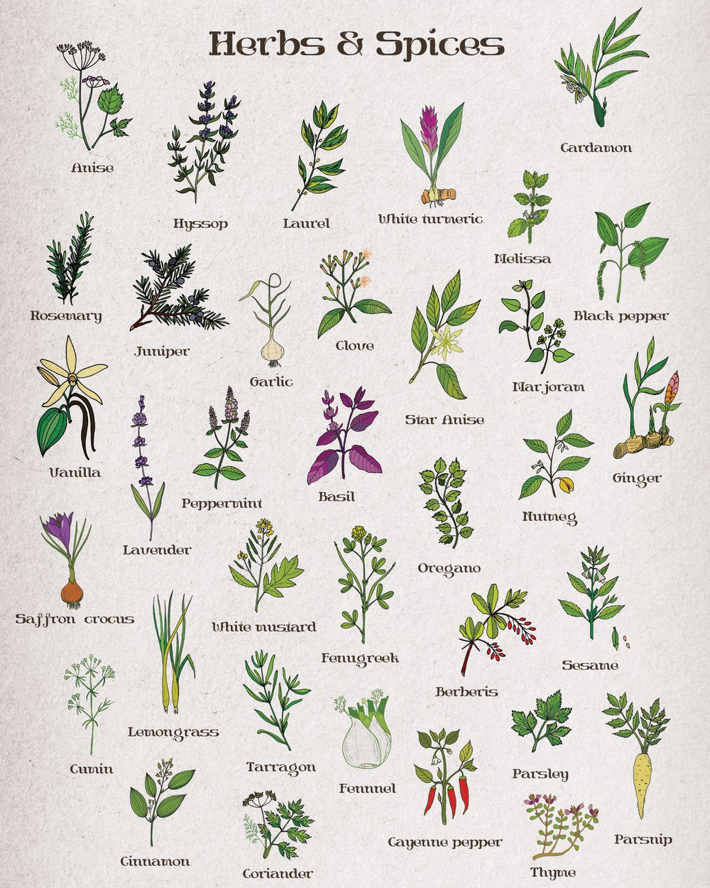 Spices And Herbs Chart