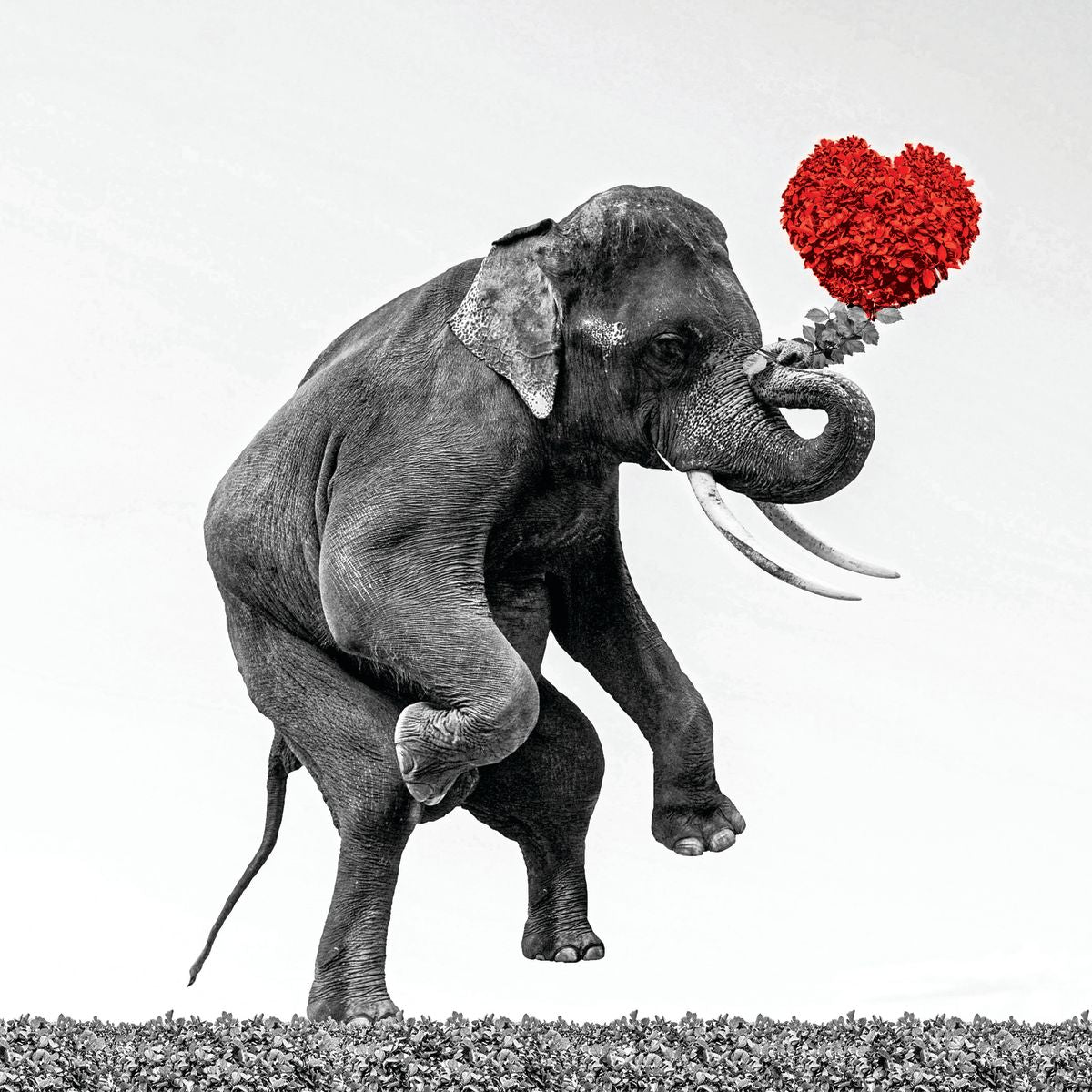 Elephant Flower Heart Pop