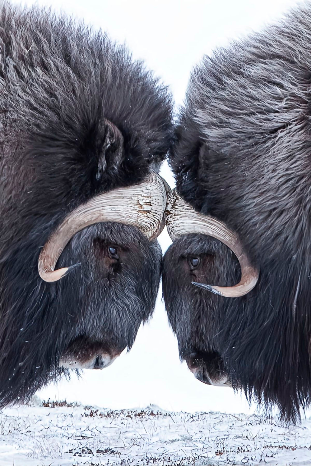 Muskox Face-to-Face
