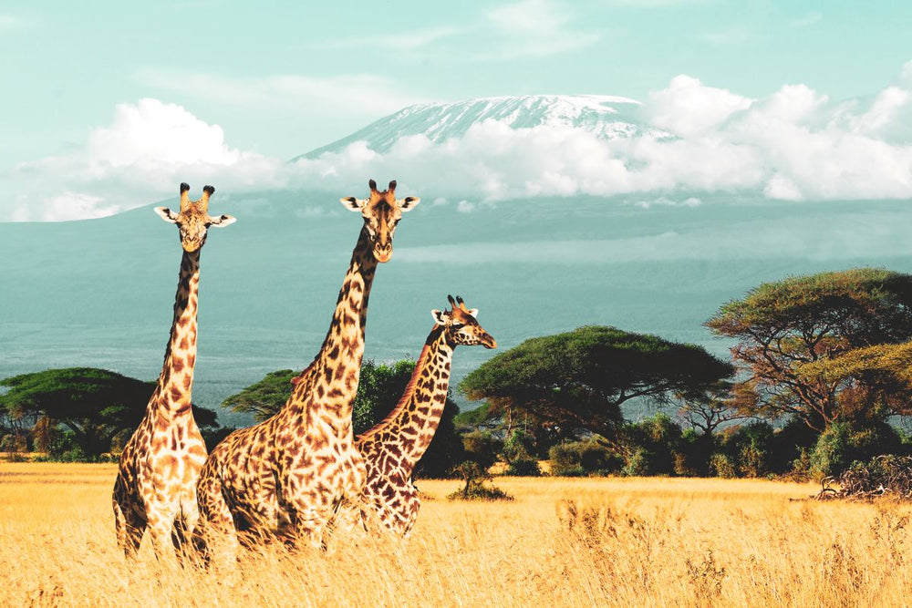 Wild African Giraffes