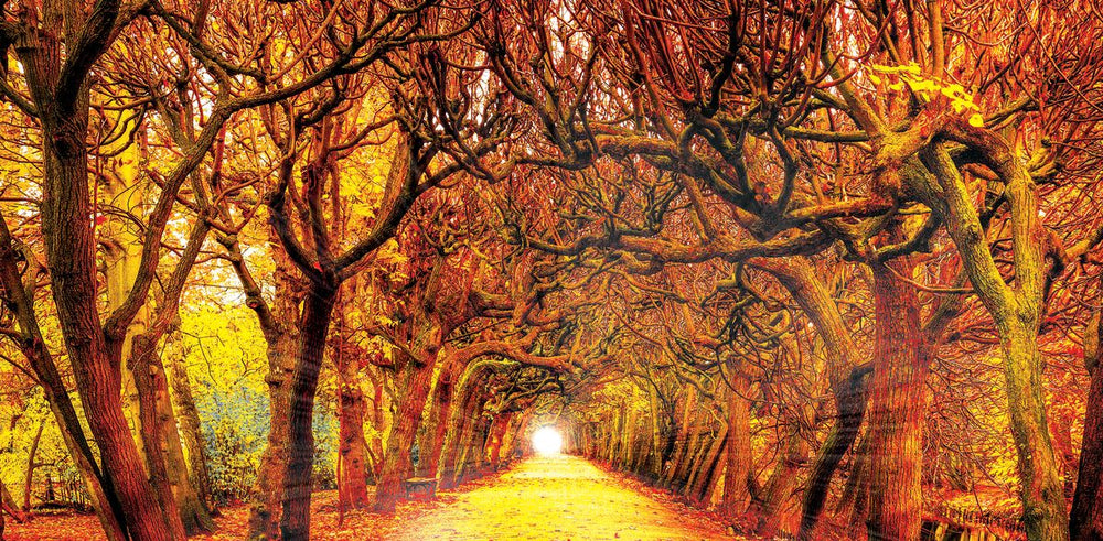 Autumn Forest Lane