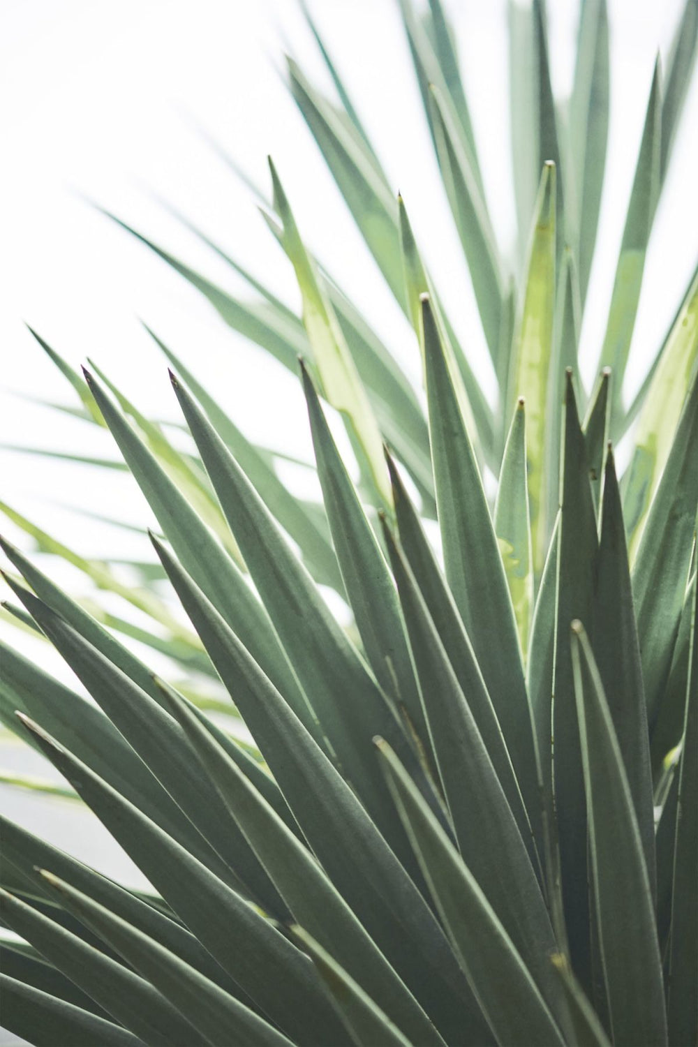 Yucca Plant