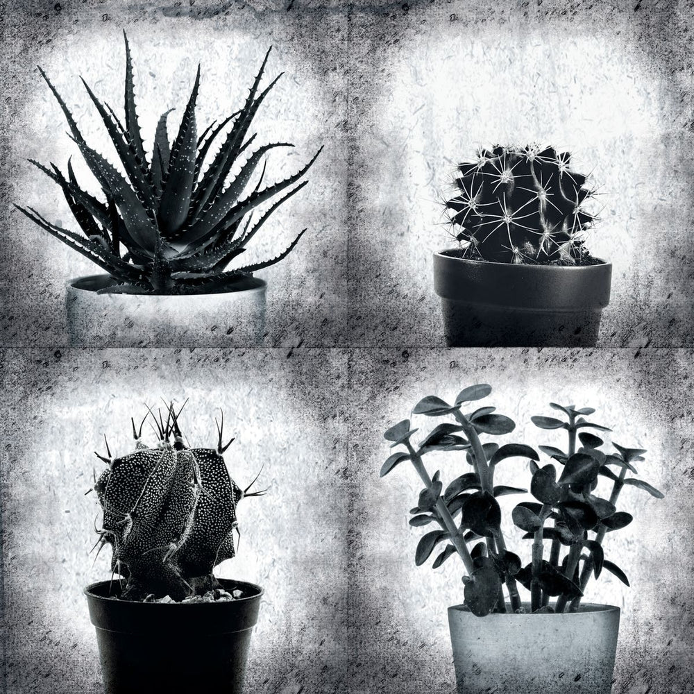 Succulent Plant Pots BW