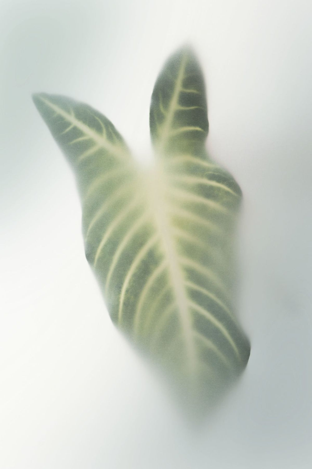 Caladium Lindenii Leaf In Mist