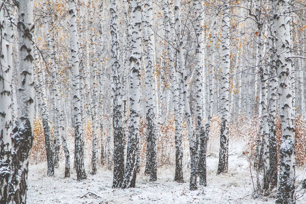 Boreal Forest