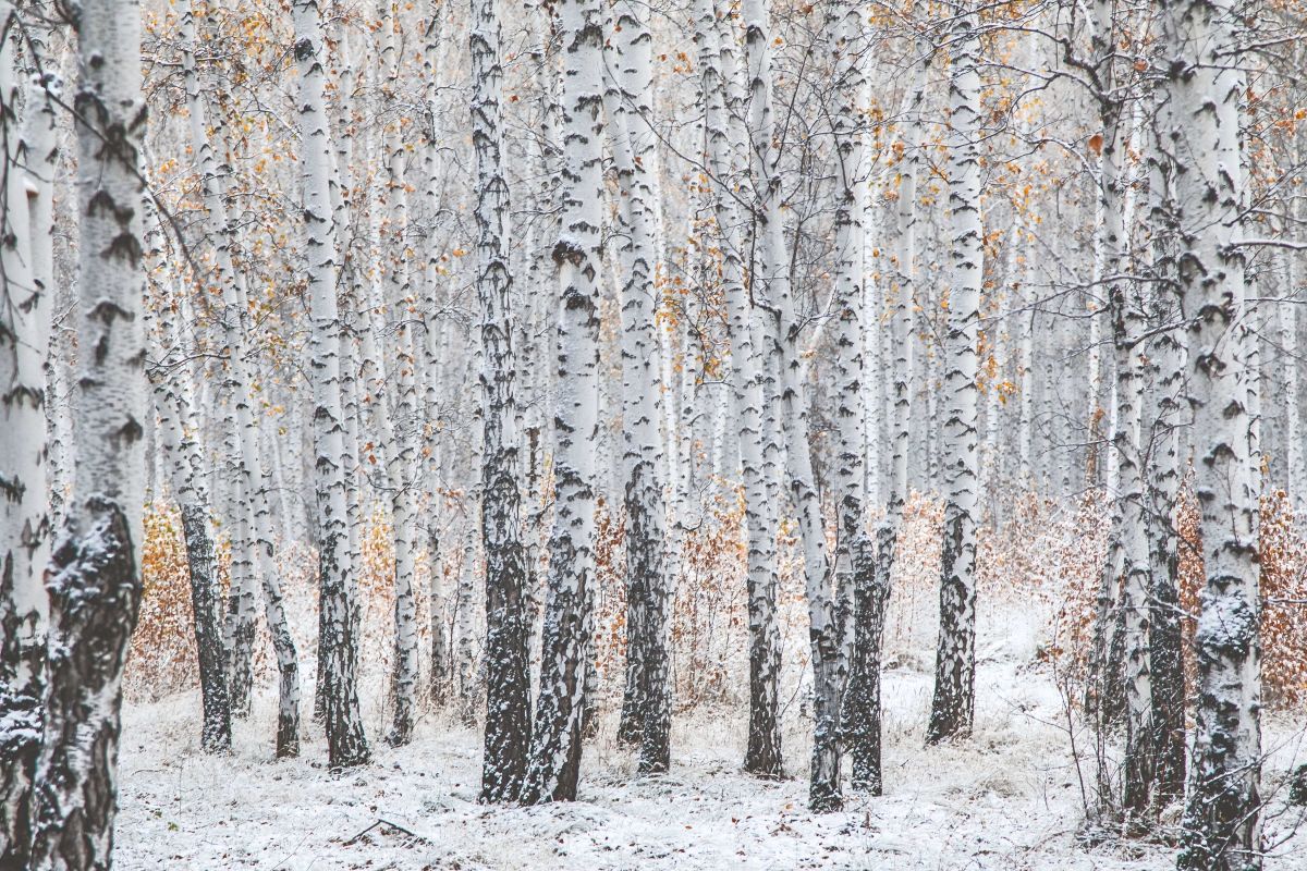 Boreal Forest