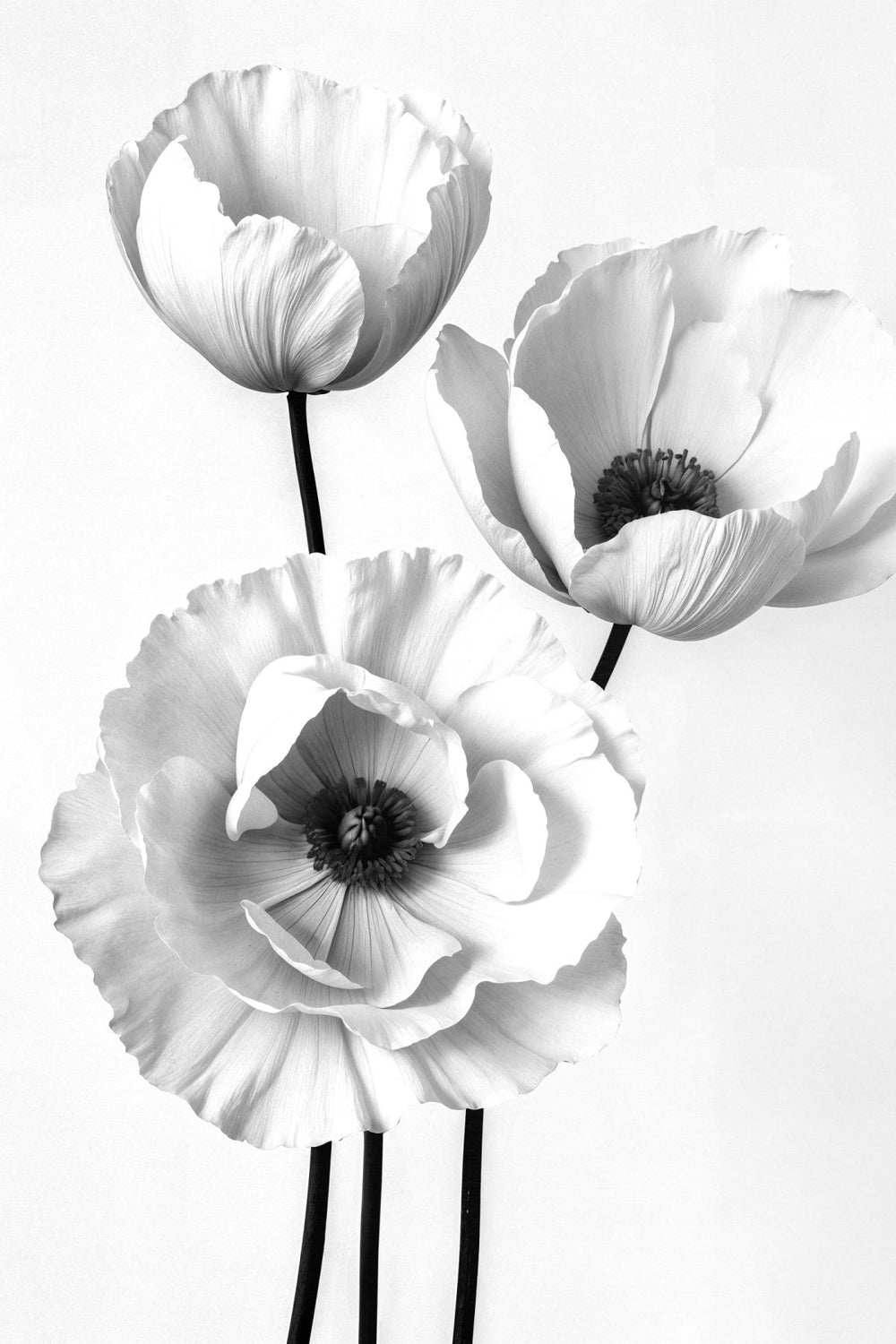 Three Poppy Flowers