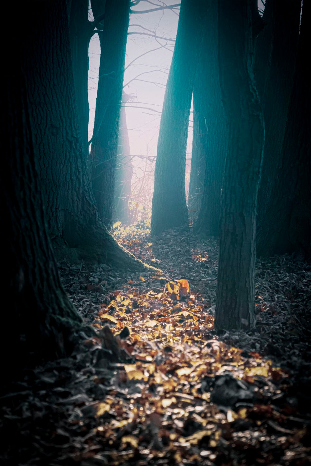 Lost In The Woods