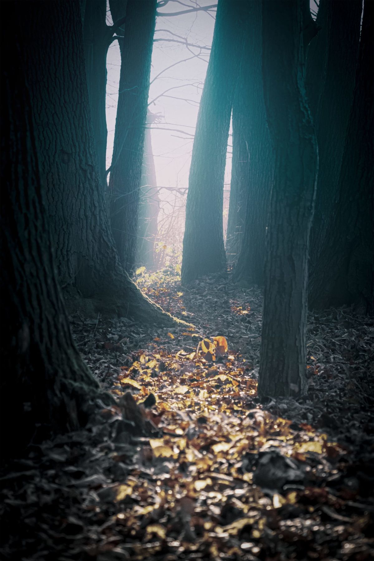 Lost In The Woods