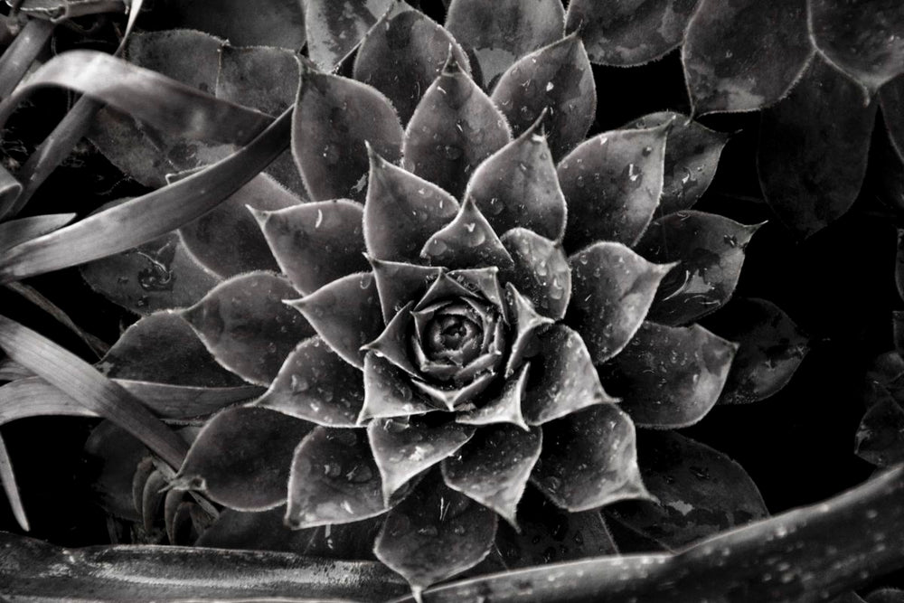 Common Houseleek