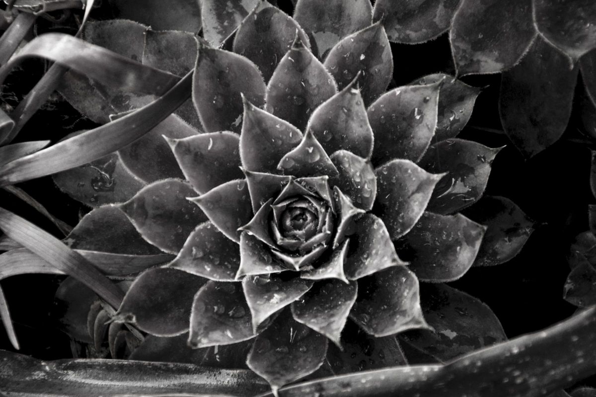 Common Houseleek