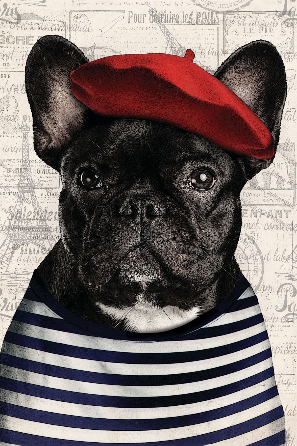 Adorable French Bulldog