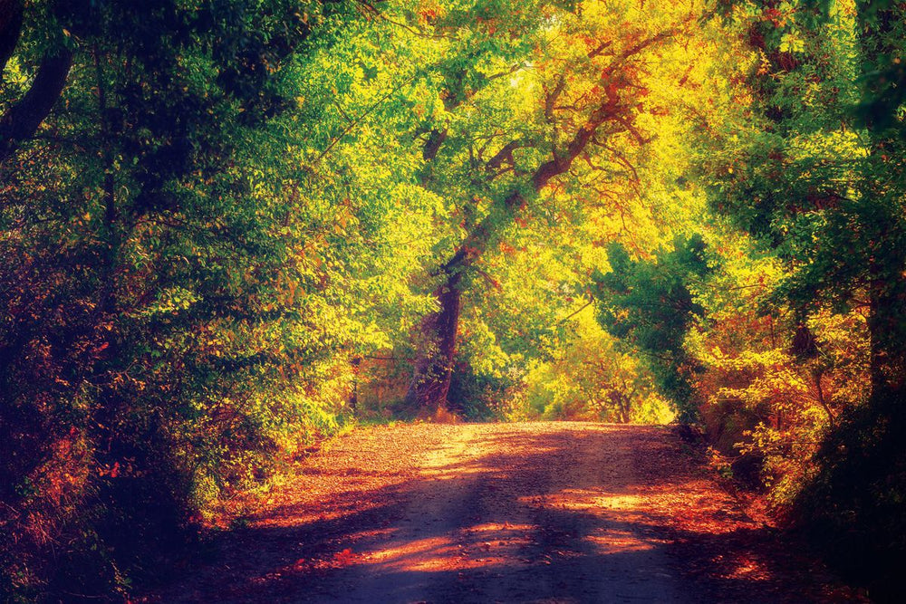 Autumn Tree Road