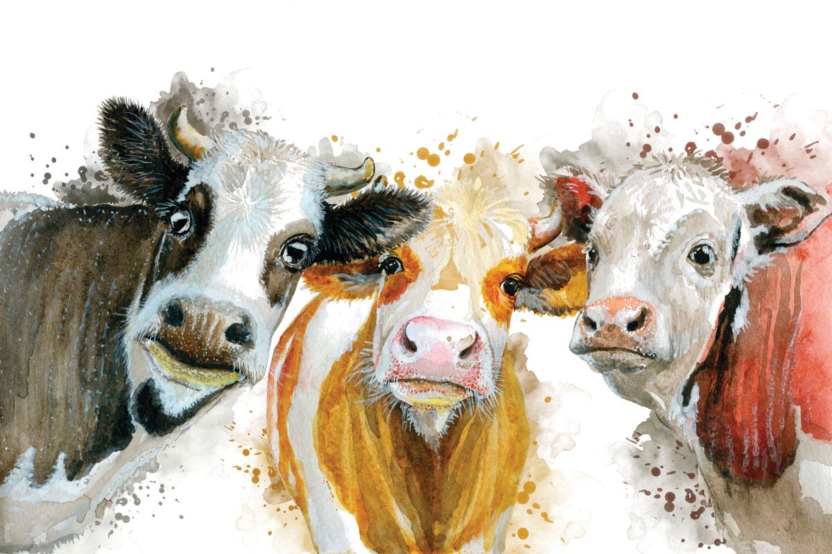 Livestock Cows Splash