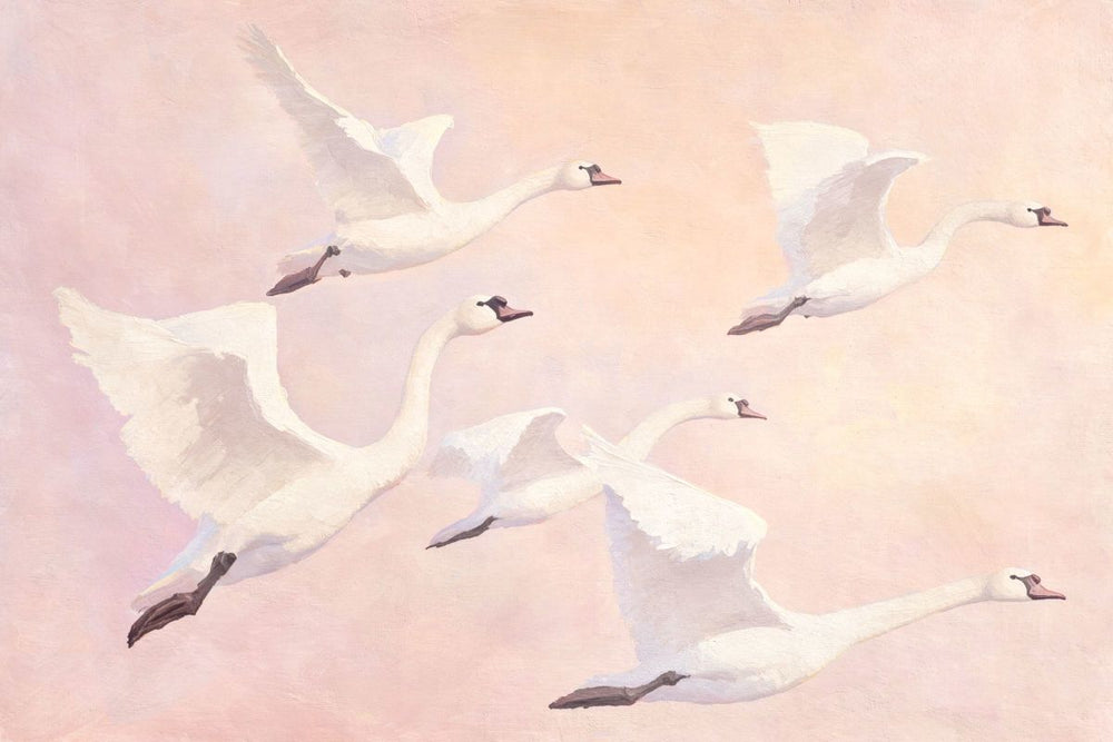 Swans Beneath Pink Sky