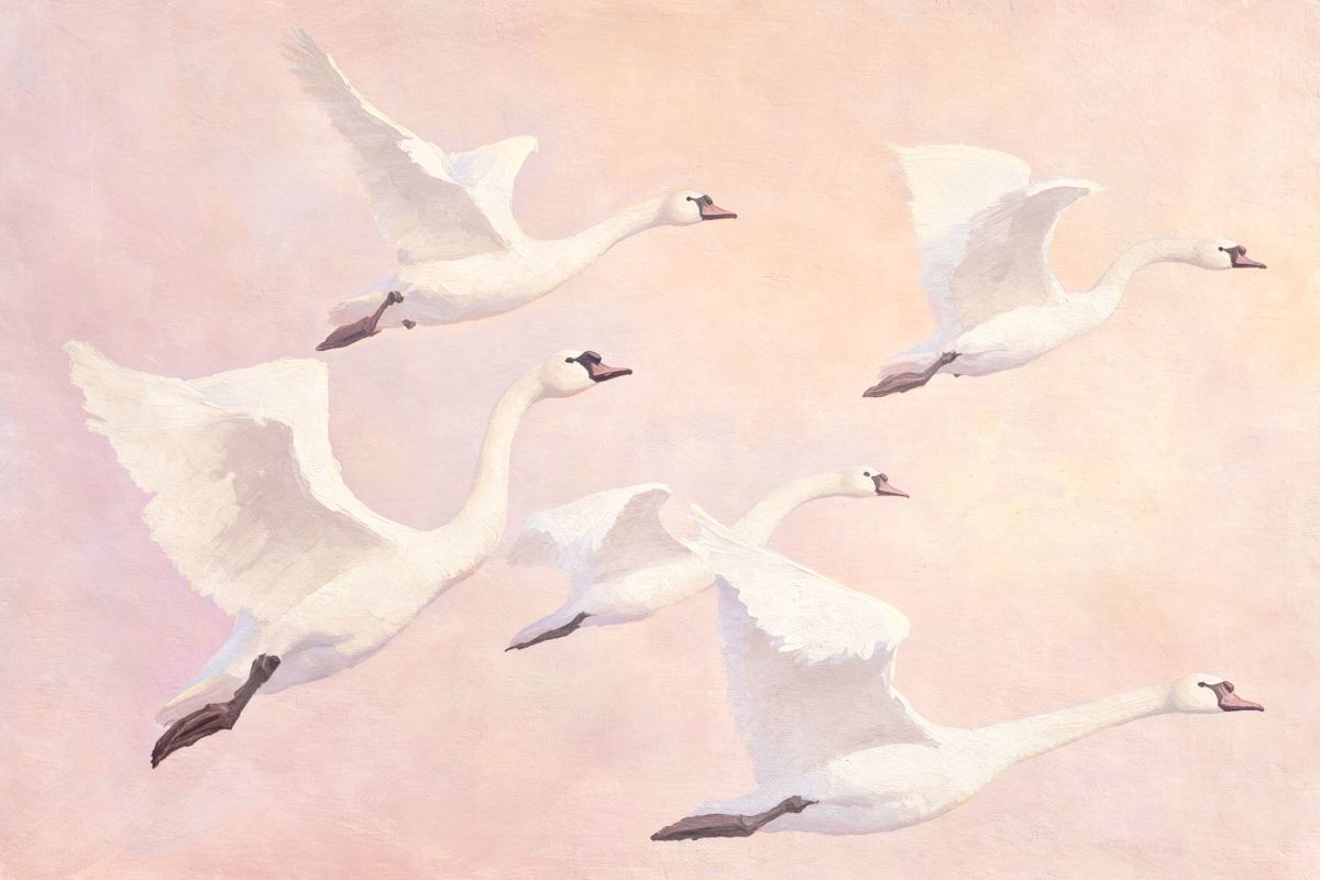 Swans Beneath Pink Sky