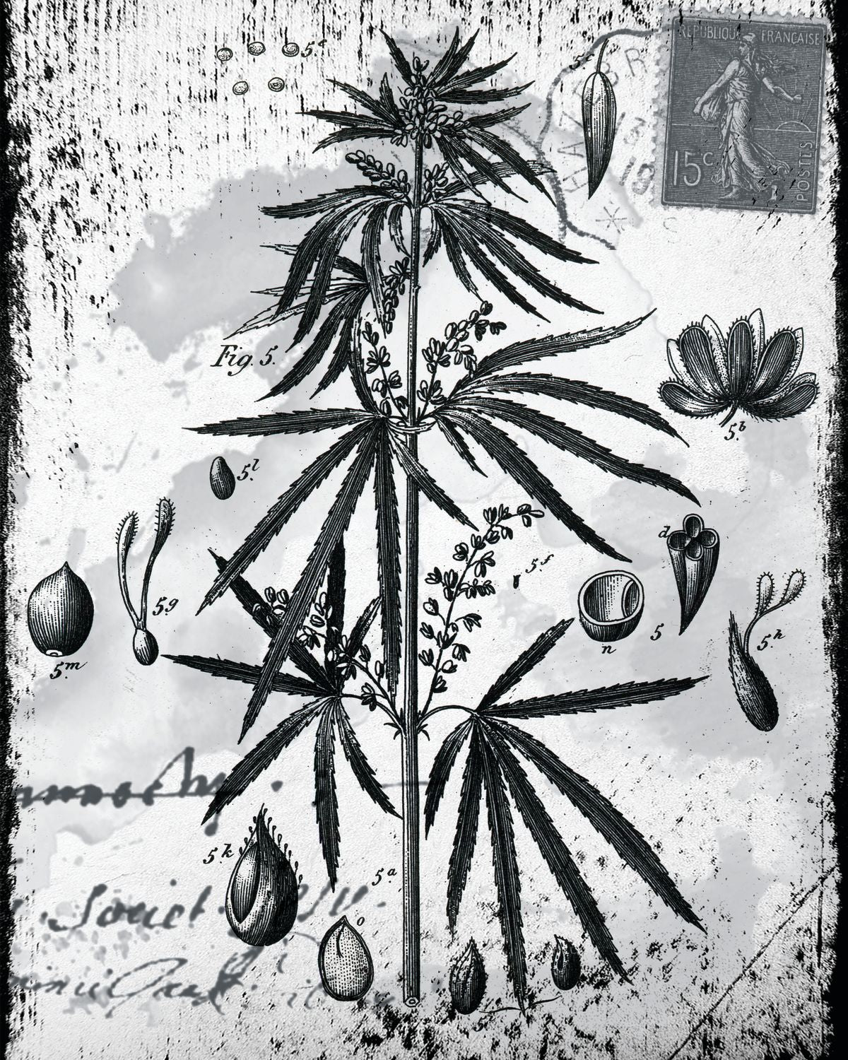 Marijuana Plants Grunge