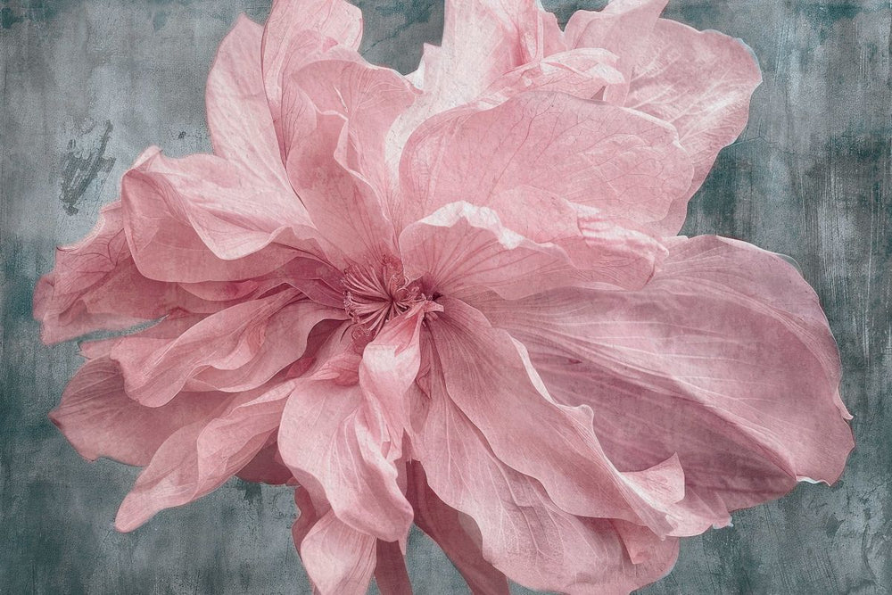 Soft Blush Peony III