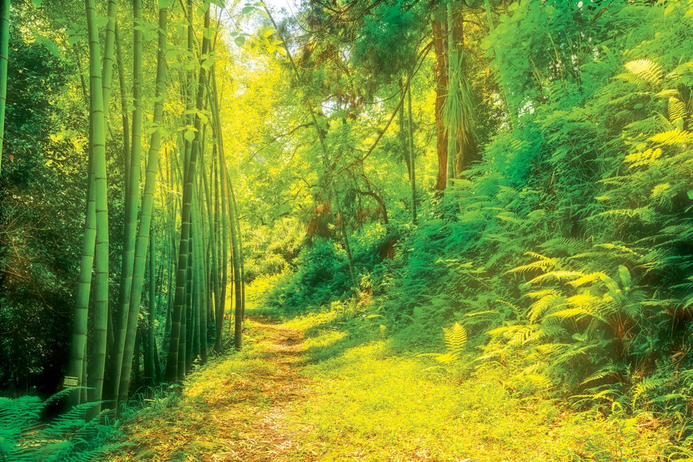 Bamboo Jungle Path
