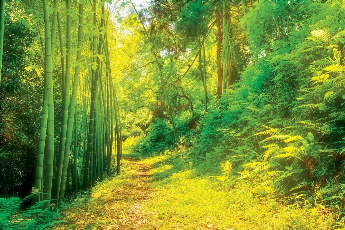 Bamboo Jungle Path
