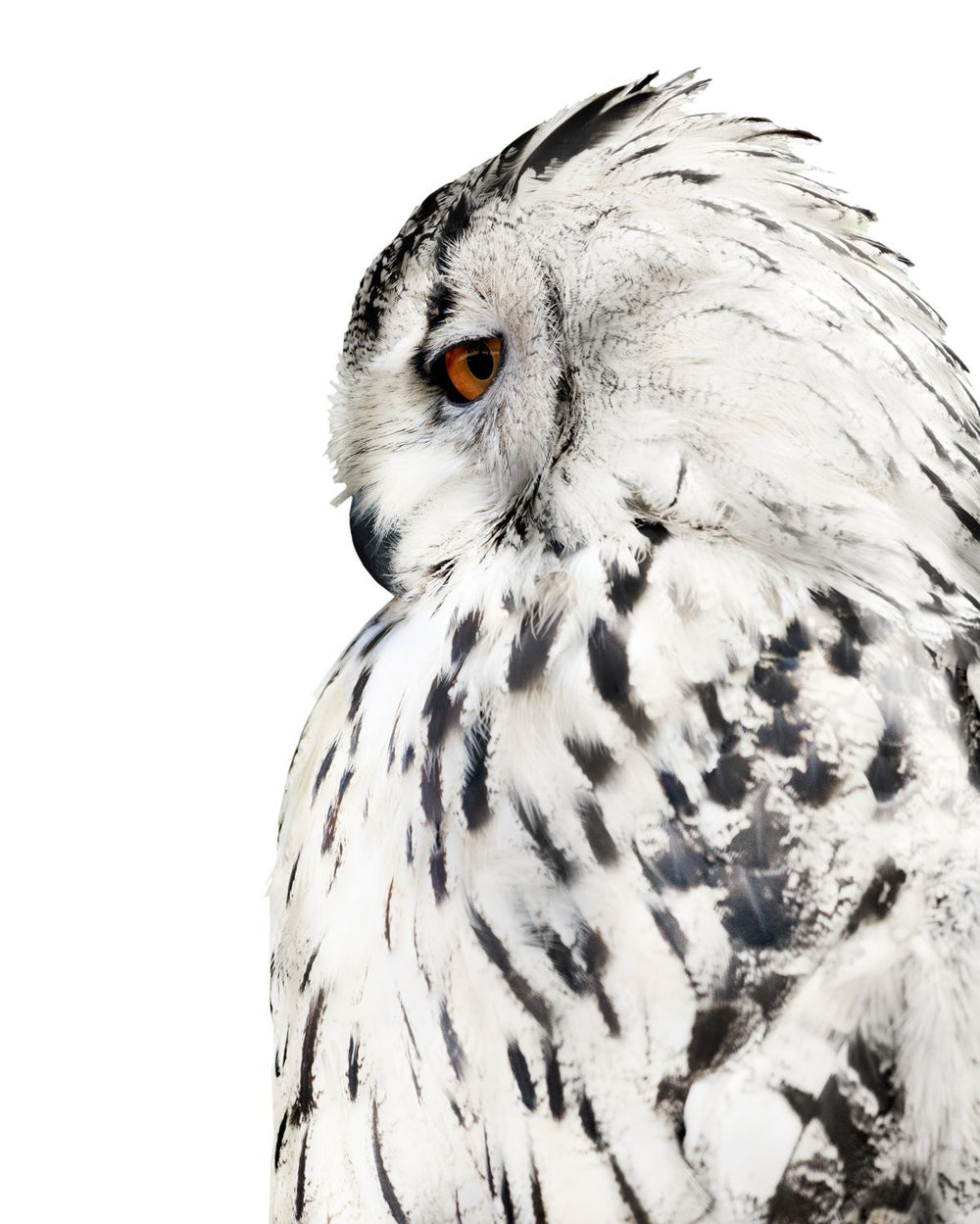 White Barn Owl