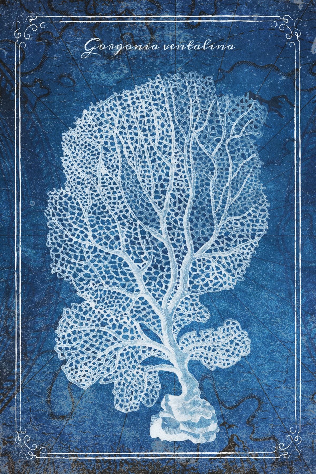 Blue Gorgonia Ventalina