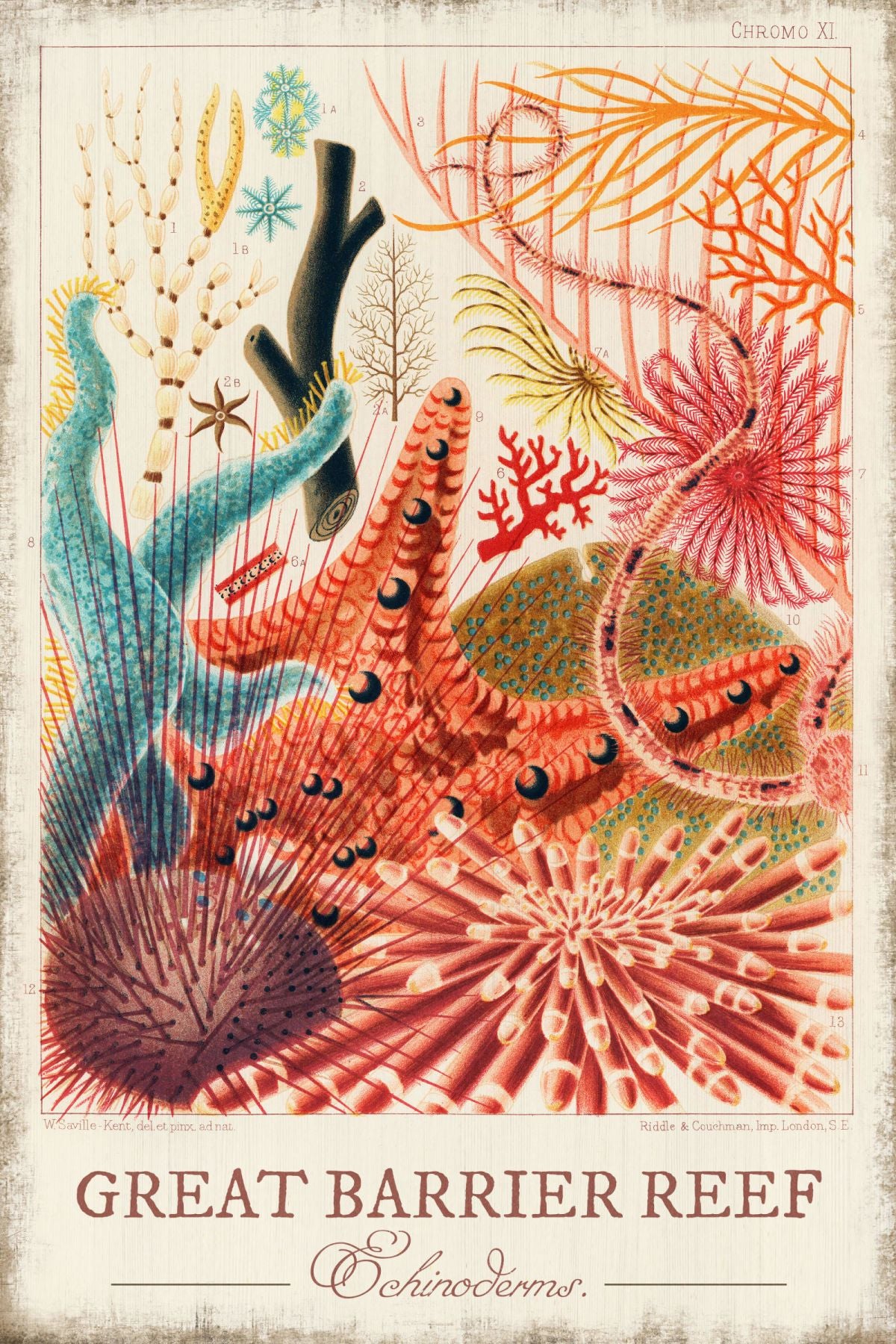 Great Barrier Reef - Echinoderms Wall Art