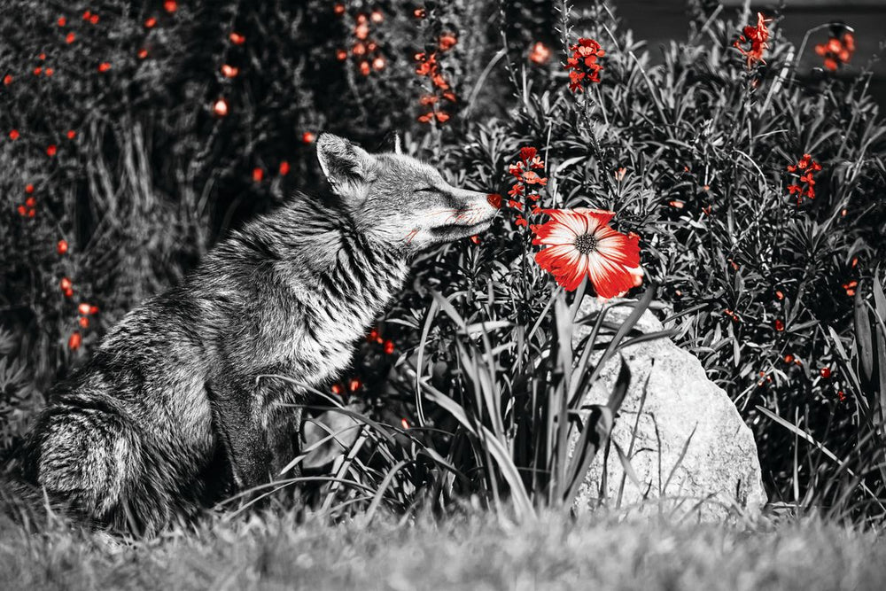 Red Fox Garden Pop