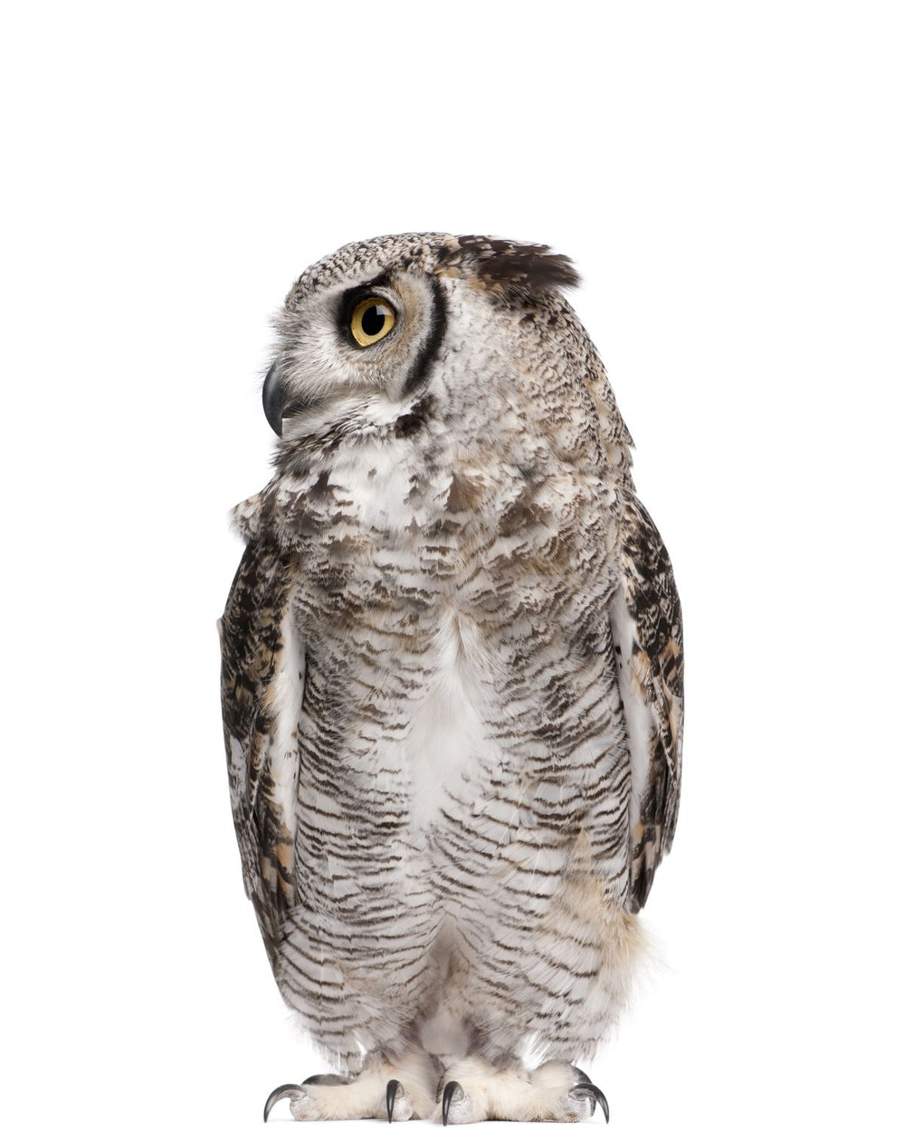 Owl Looking Sideways