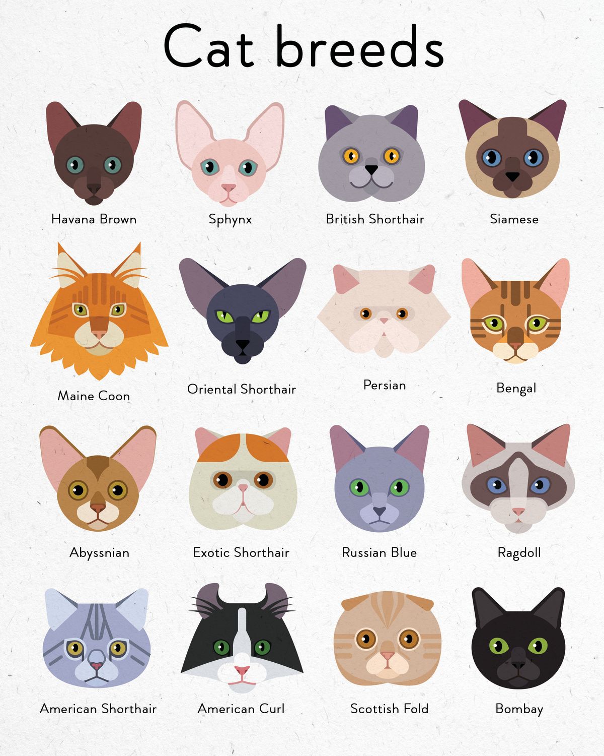 Cat Breeds Guide Chart – Pineapple Licensing