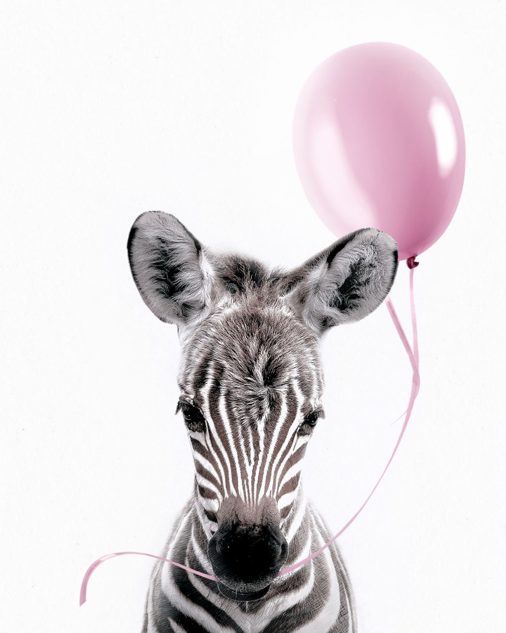 Zebra And Pink Balloon