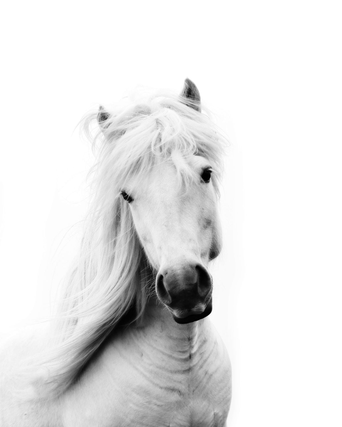 White Dreamy Horse