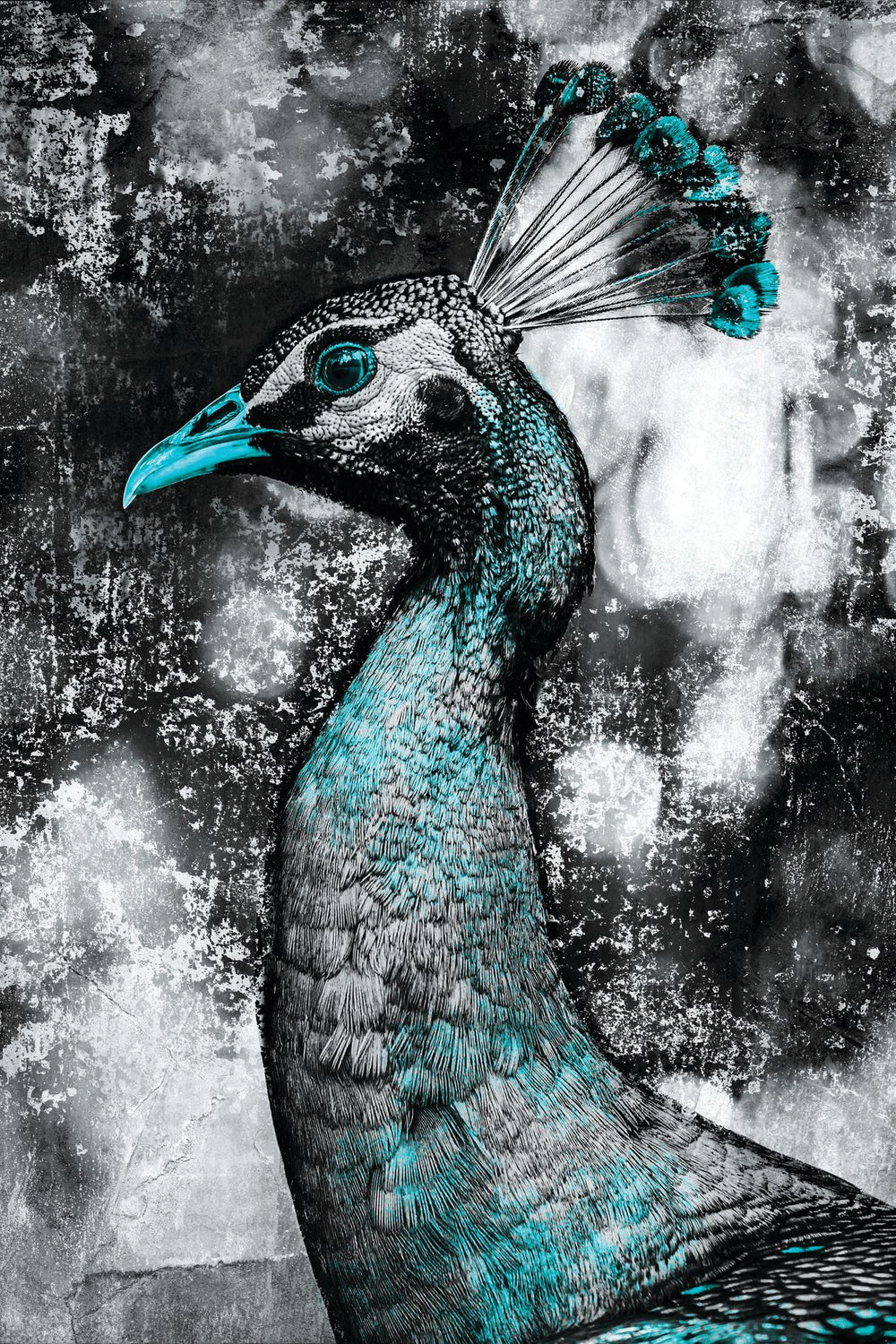 Peacock Profile Pop