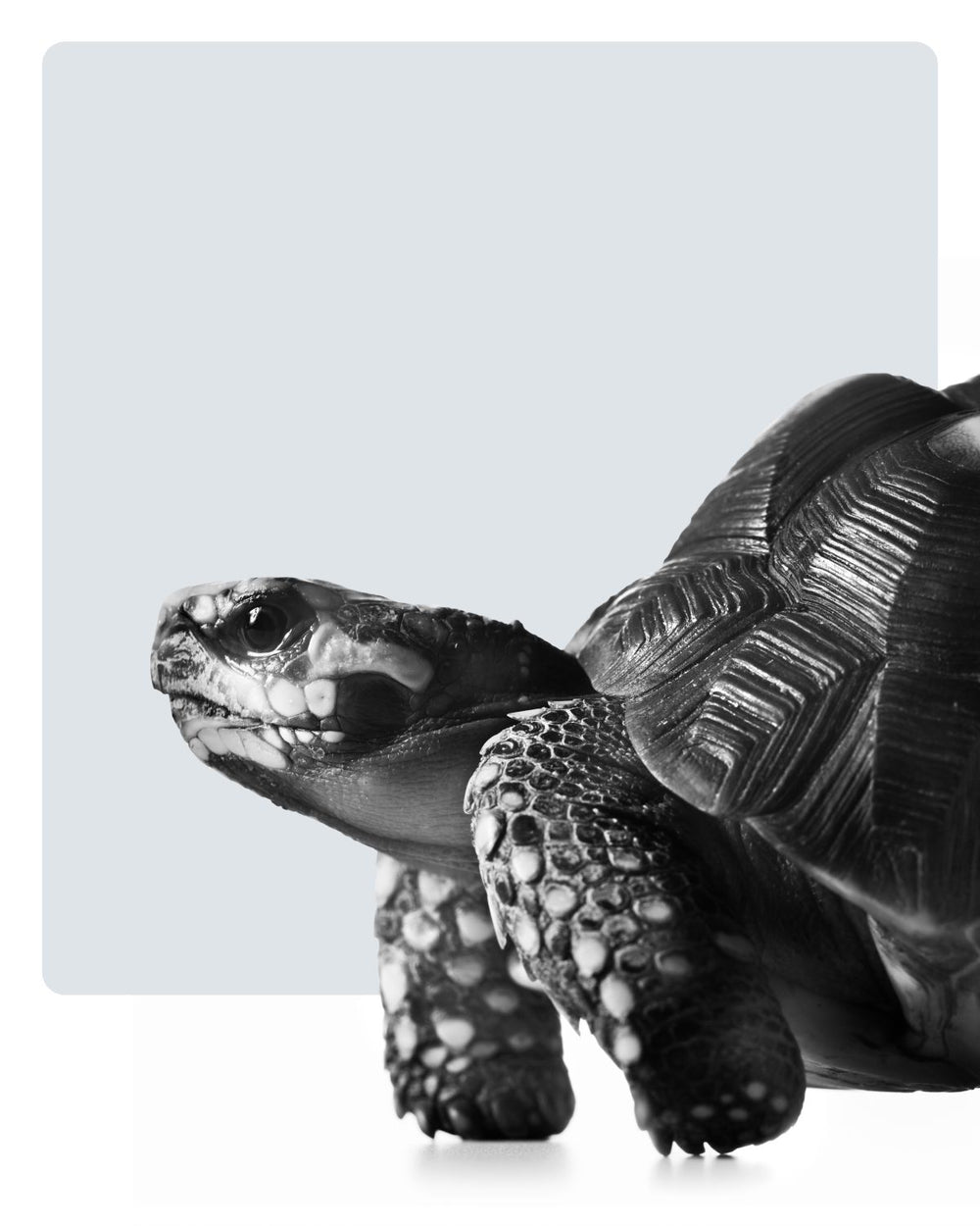 Turtle Side Profile